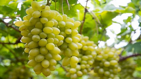 Grape traders do not come to Atpadi area for fear of thieves