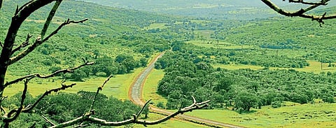 Due to heavy rains the mountain ranges in Shevgaon taluka became green