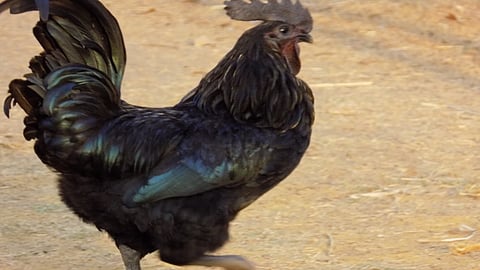 कडकनाथ कोंबडी शेतकऱ्यांचा मुंबईत एल्गार; 'या' आहेत मागण्या