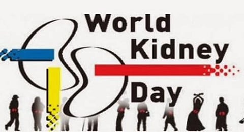 kidney