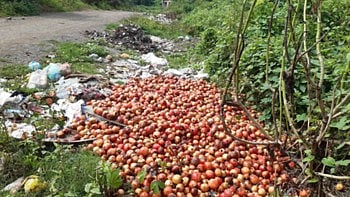 Pomegranates are being dumped in the Pravara river Kolhar and Bhagwatipur Gram Panchayats should pay attention