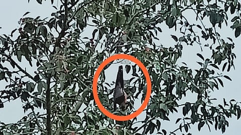 bat released after three day