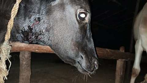 lepard begun to attack animals ratnagiri