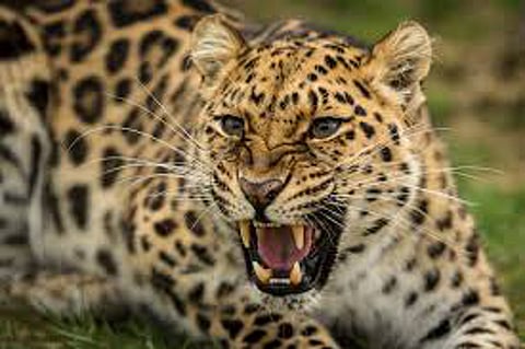Attack on a dead leopard with an ax