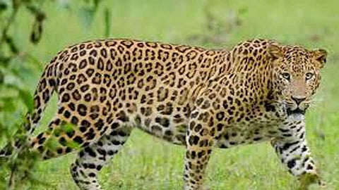 leopard in taroda area of manjarkhed kasba in amravati
