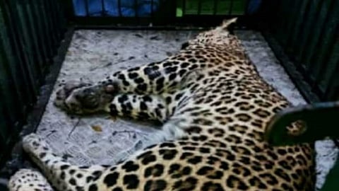 leopard.jpg