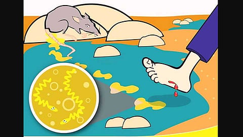 जाणून घेऊया जीवघेणा लेप्टोस्पायरोसिस आजार