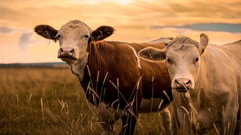 livestock