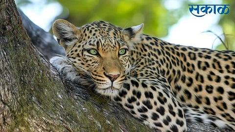 leopard seen in main road aatri sangli people fear in sangli