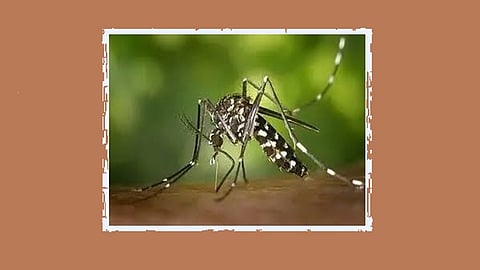 Mosquito