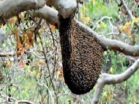 Bees attack on gathering for faith