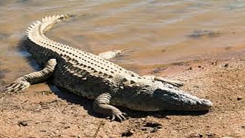 crocodile in banda sindhudurg area people fear and demand to found fastly