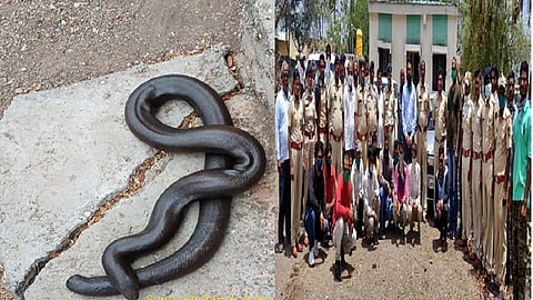 mandul 1234.jpg
