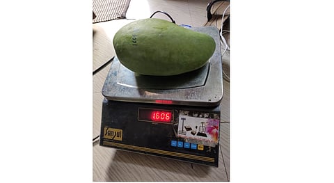 mango