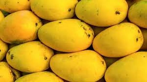 mango.jpg