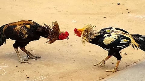 fights of hens are increasing in Gadchiroli police ignoring the same