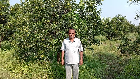 Theft of four tons of citrus from the field