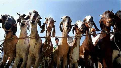 The shepherd's business is on the verge of collapse, so prices are rising real and uncontrollably kolhapur marathi news