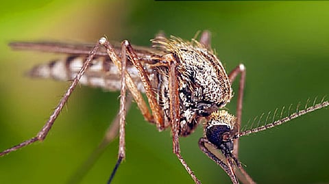 mosquito