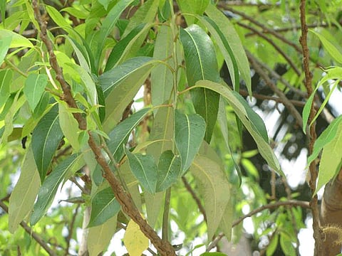 special story on Walunj tree