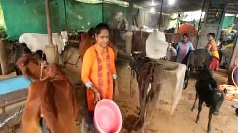 Women Farmers Day Special there friend herd of 20 cows was set up story by nandini narewadi