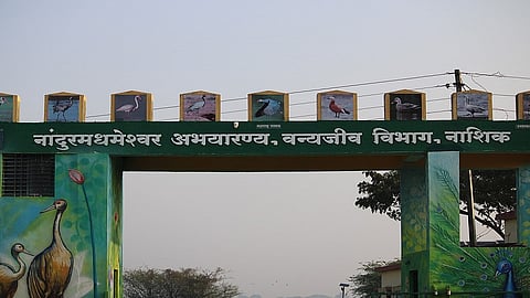 nandurmadhmeshwar sanctury.jpg