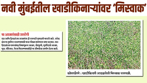 नवी मुंबईतील खाडीकिनाऱ्यांवर ‘मिस्वाक’