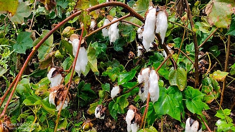 nnd16sgp10.jpg