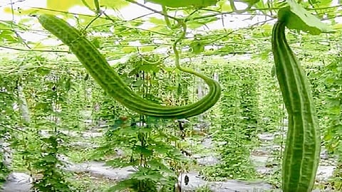Nutrition Garden To Be Built In Nul Kolhapur Marathi News