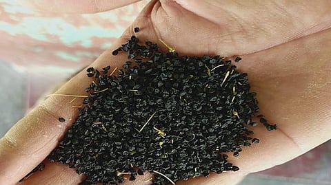 Rahuri Agricultural University Sale of 4 Tons Onion seeds 6 tons leftover ahmednagar
