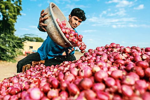 Vidarbha farmers are waiting for purchase of onion by government