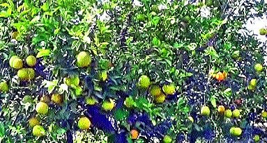 Department of Agriculture measures for farmers