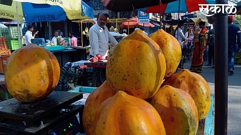 the taivan papita for sale in kolhapur market and people buy papita
