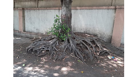 pashan.jpg