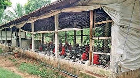 due to lack of grants the poultry farm dont sale a cock in ratnagiri