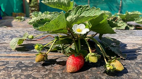 strawberry farming start one youth in ratnagiri one and half guntha