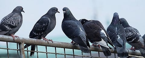 Beware of sixty disease due to Pigeons
