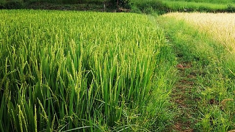 crop insurance policy open by farmers but protection of insurance rate decreased in ratnagiri