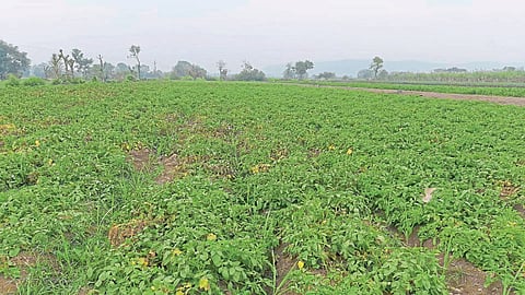 akola