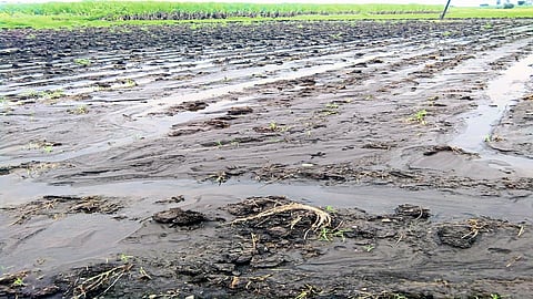 Crisis Of Double Sowing Of Shalu crop Due To Untimely Rains Kolhapur Marathi News
