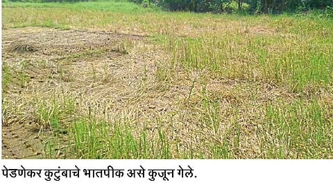 rice-crop