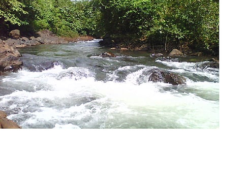 You are an animal leader on the river: this is a danger.