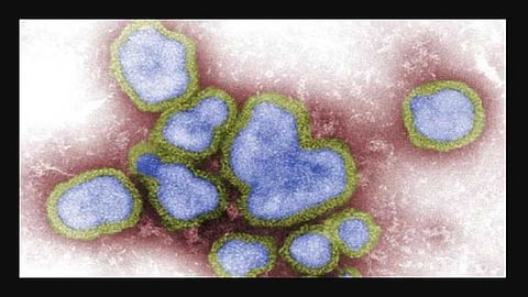 saari virus in washim.jpg