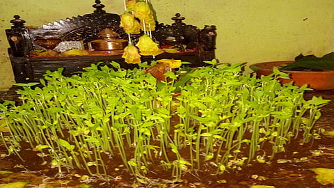 tradition of navratri festival is ghatasthapana in village area increases the grain of home in ratnagiri