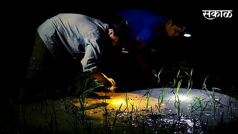 farmer