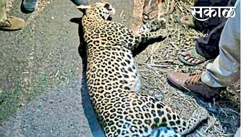leopard dead in accident in itkare sangli