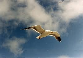 seagull