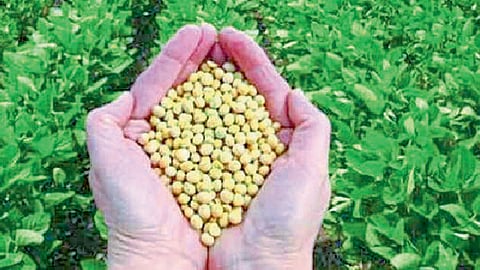 seed