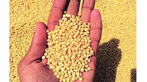 Shaluchi Bhakri becomes expensive