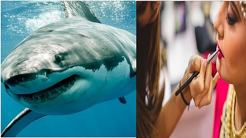 shark makeup.jpg